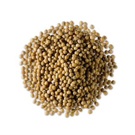 Senfsaat, gelb   -Tagespreis- Btl. 1 kg Produktbild