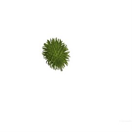 Deko-Stachelgurke, grün L.: 7 cm Produktbild